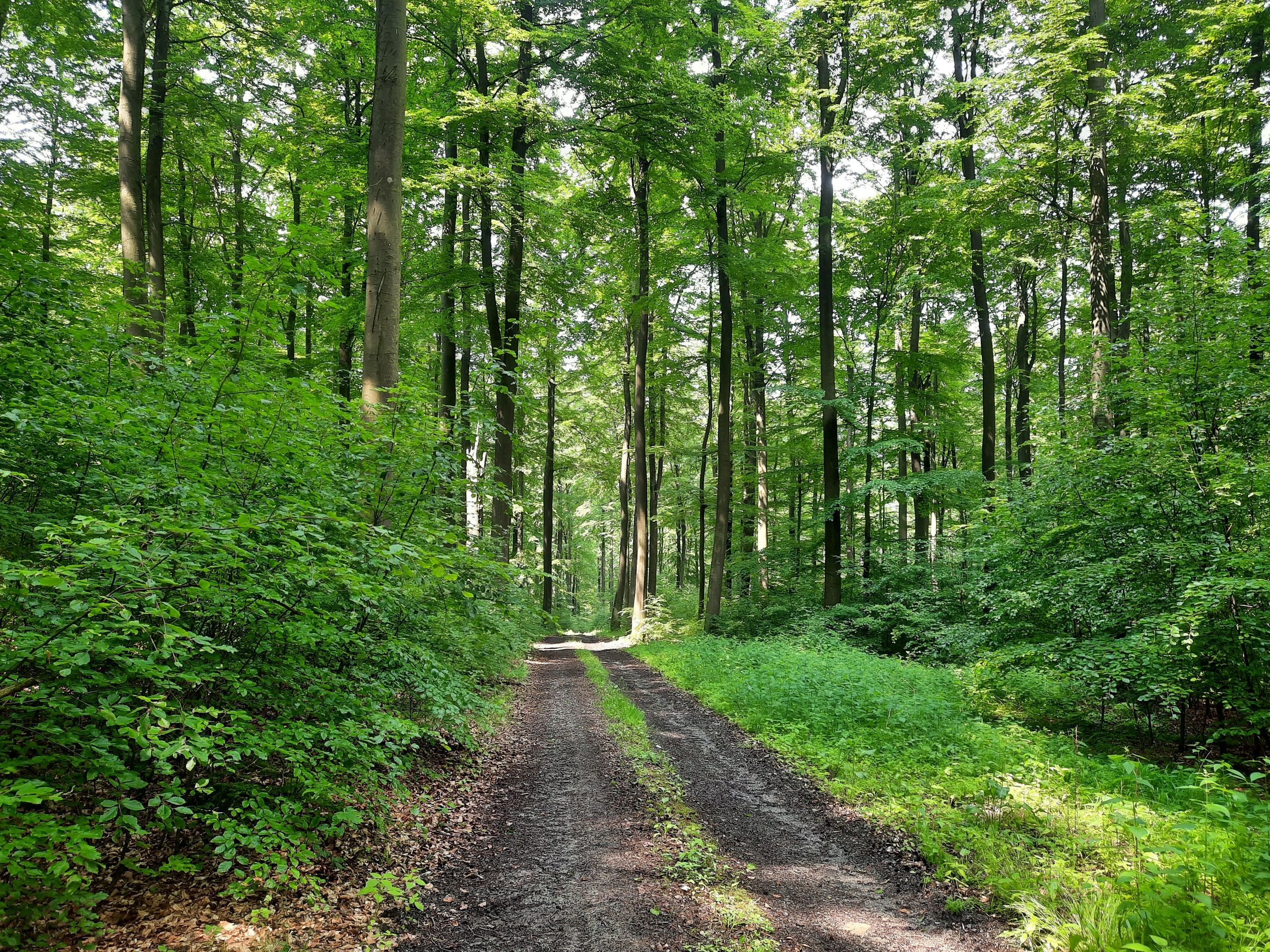 Aussichtspunkt Königszinne