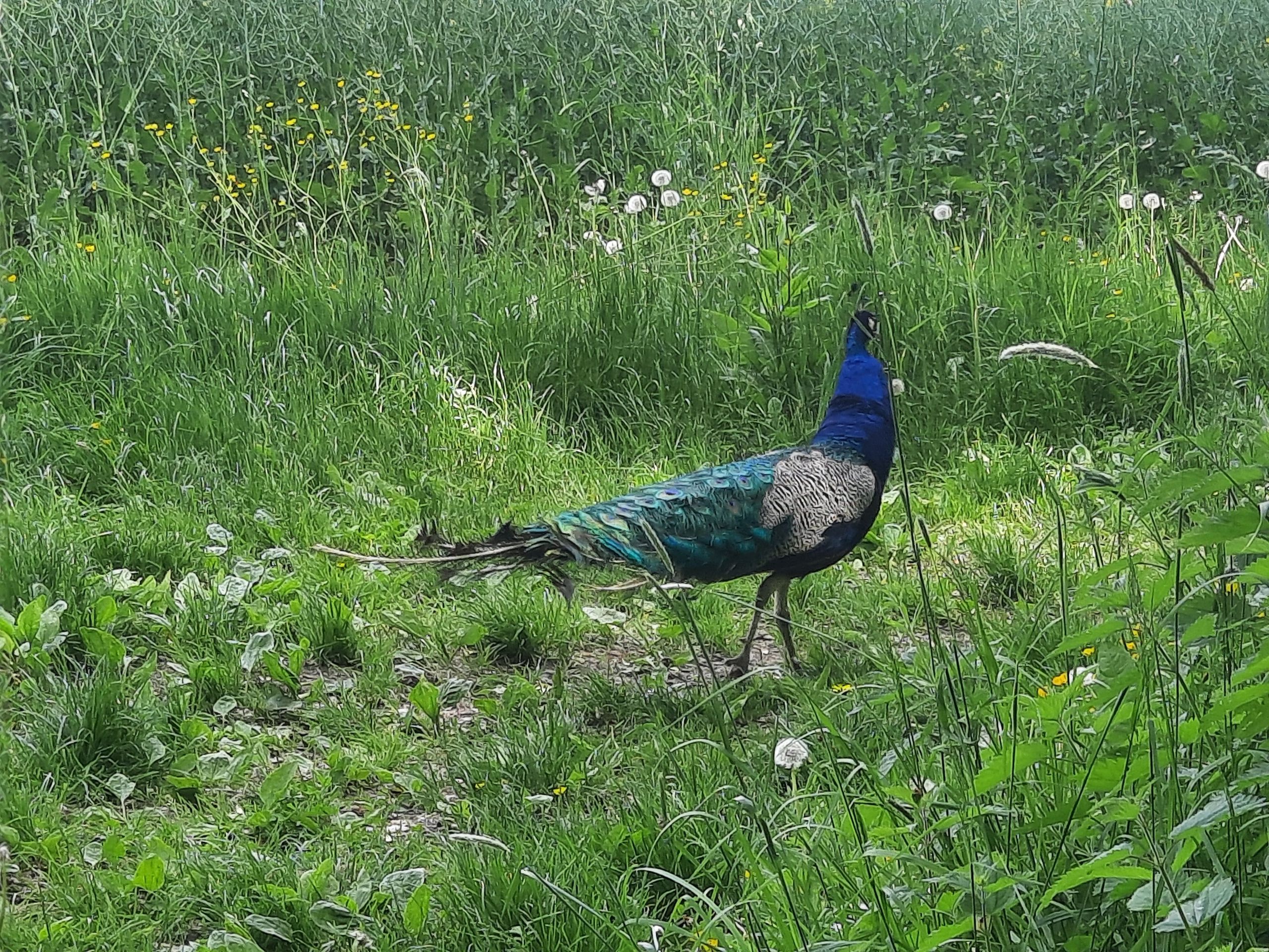 Freilaufender Pfau